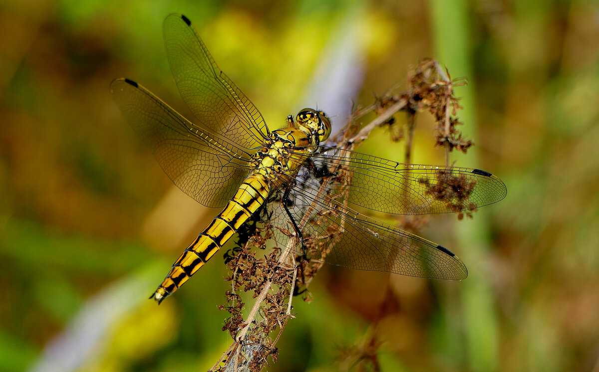 из снятого сегодня 9 - Александр Прокудин из снятого сегодня 9 - Александр Прокудин
