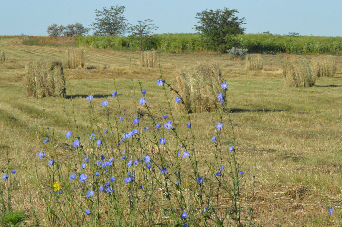 Сенокосная пора... - Надежда Куркина 