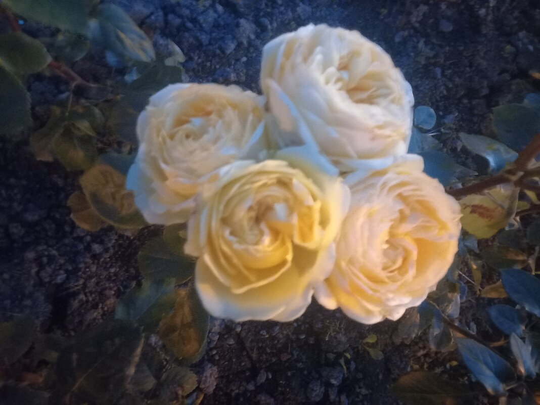 Роза - Сапсан 