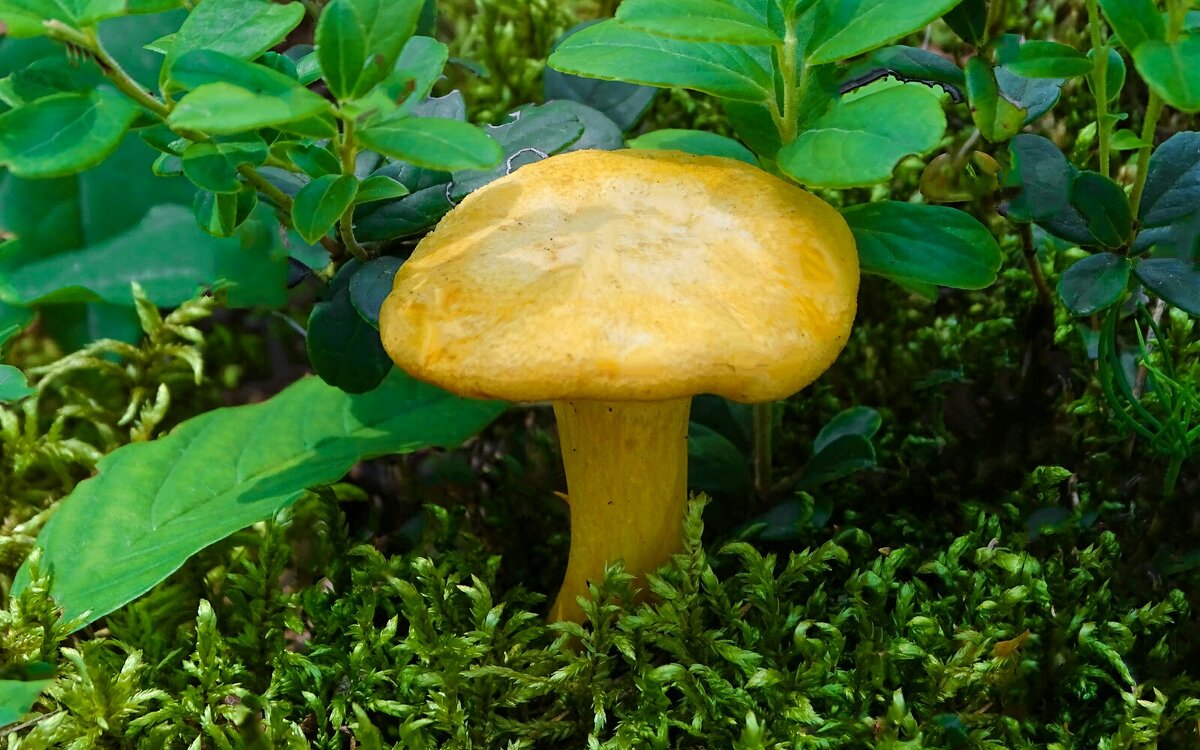 Лисичка - Милешкин Владимир Алексеевич 