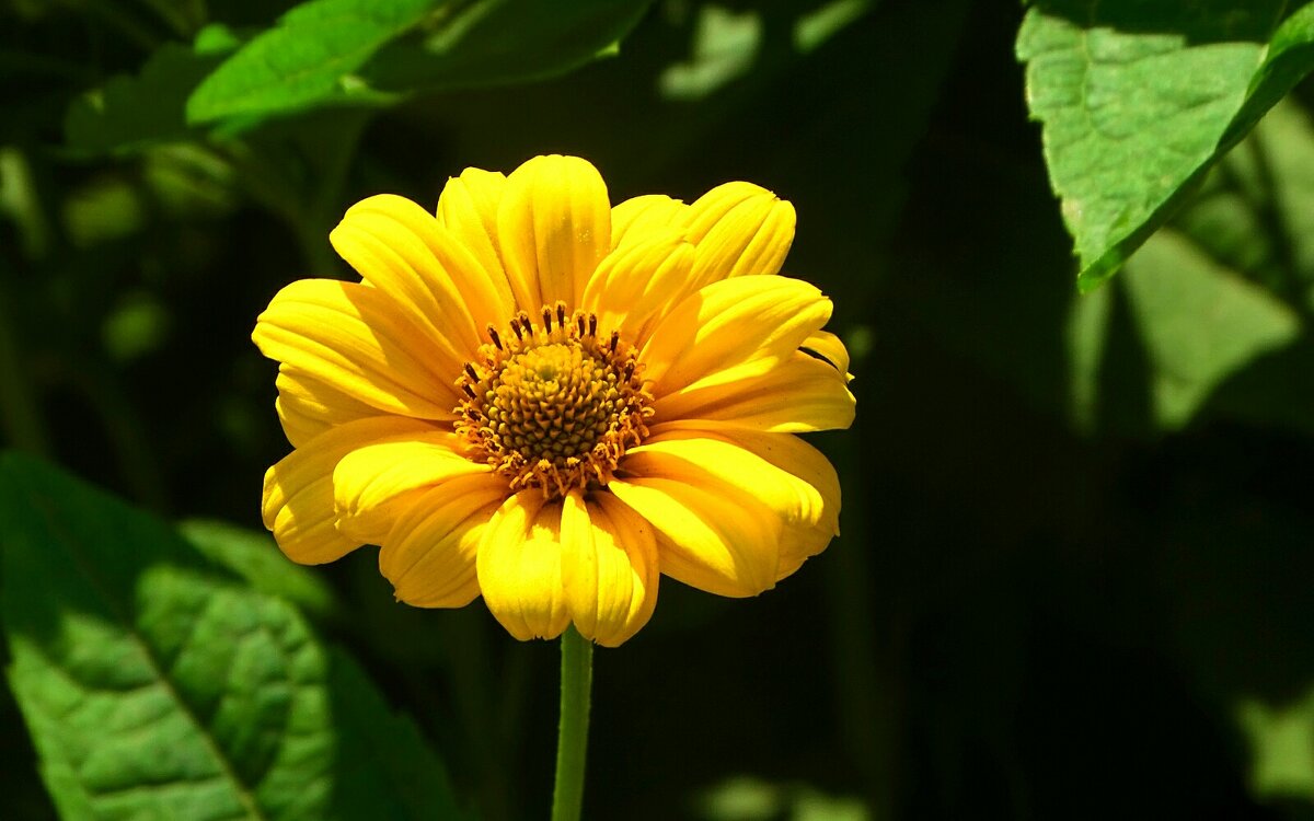 Лето и цветы - Милешкин Владимир Алексеевич Лето и цветы - Милешкин Владимир Алексеевич