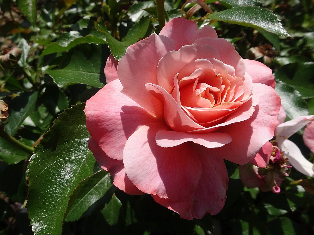 Июльская роза - Лидия Бусурина