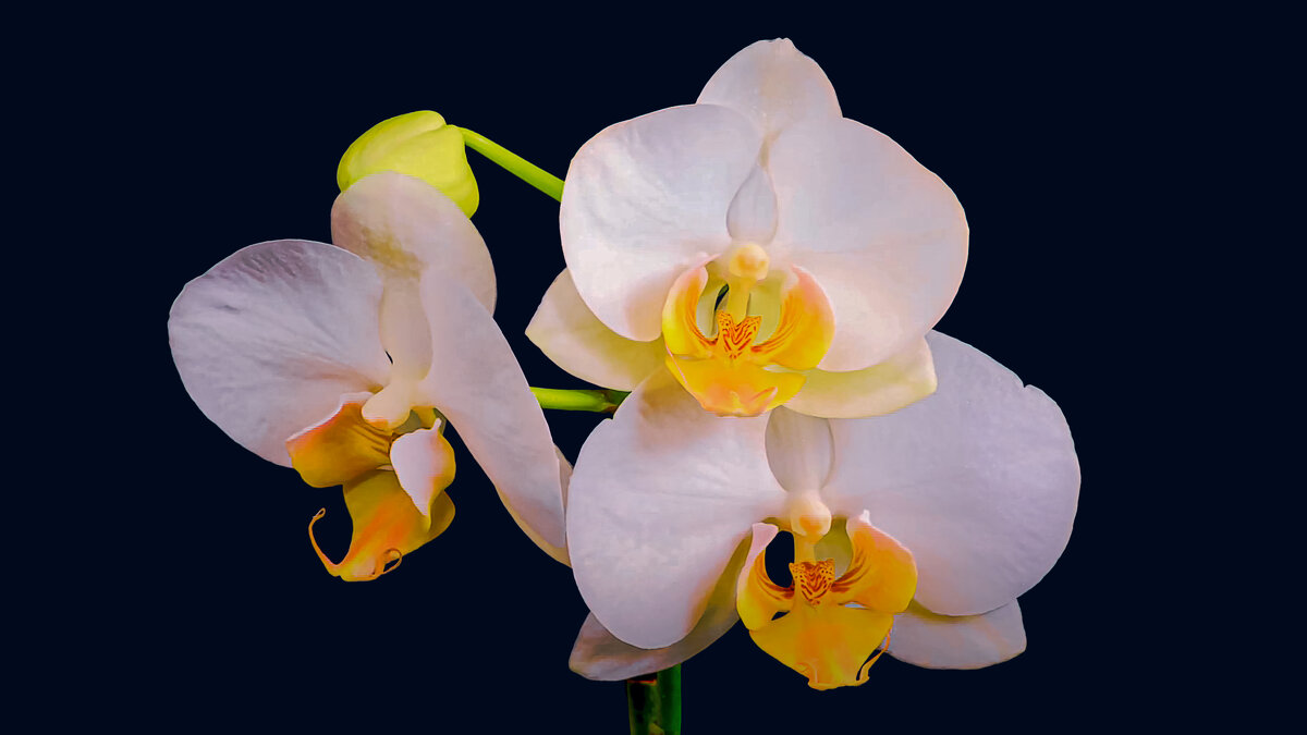 Орхидея фаленопсис - Aleksey Afonin