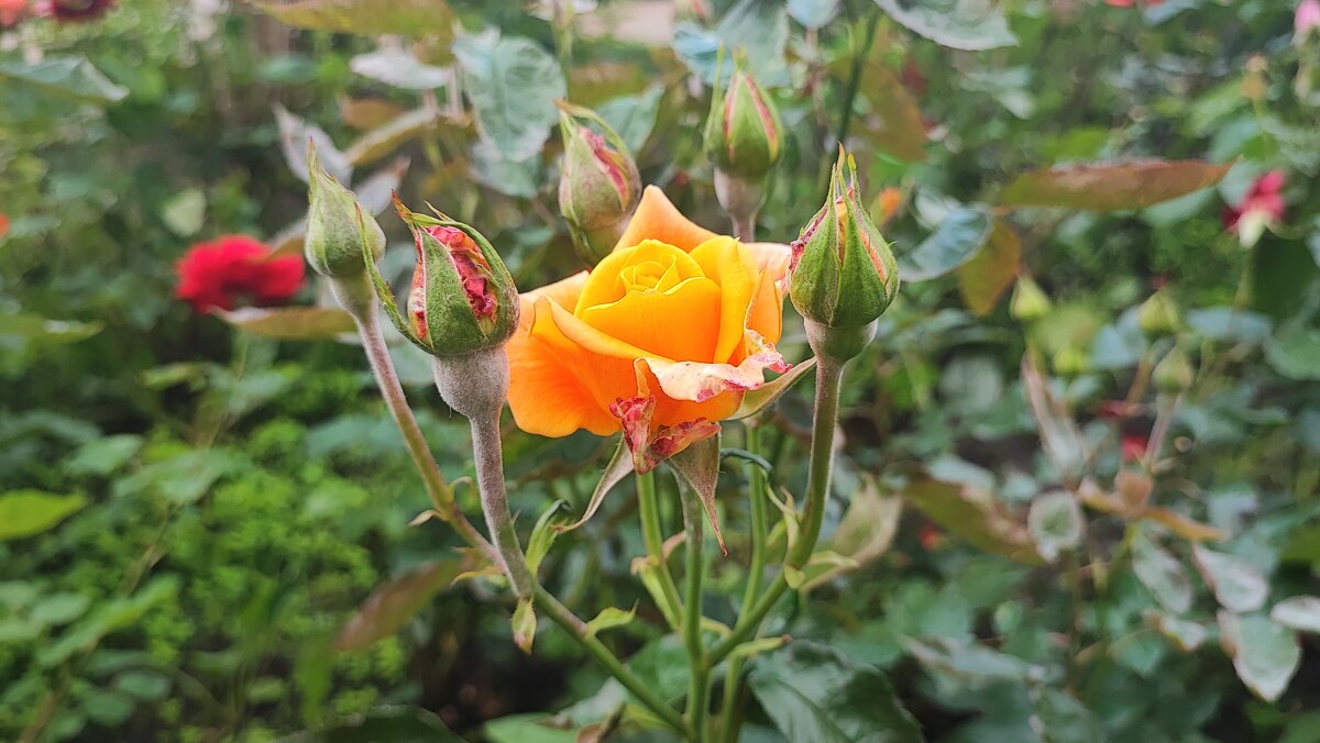 ,,, - Сергей Тимоновский