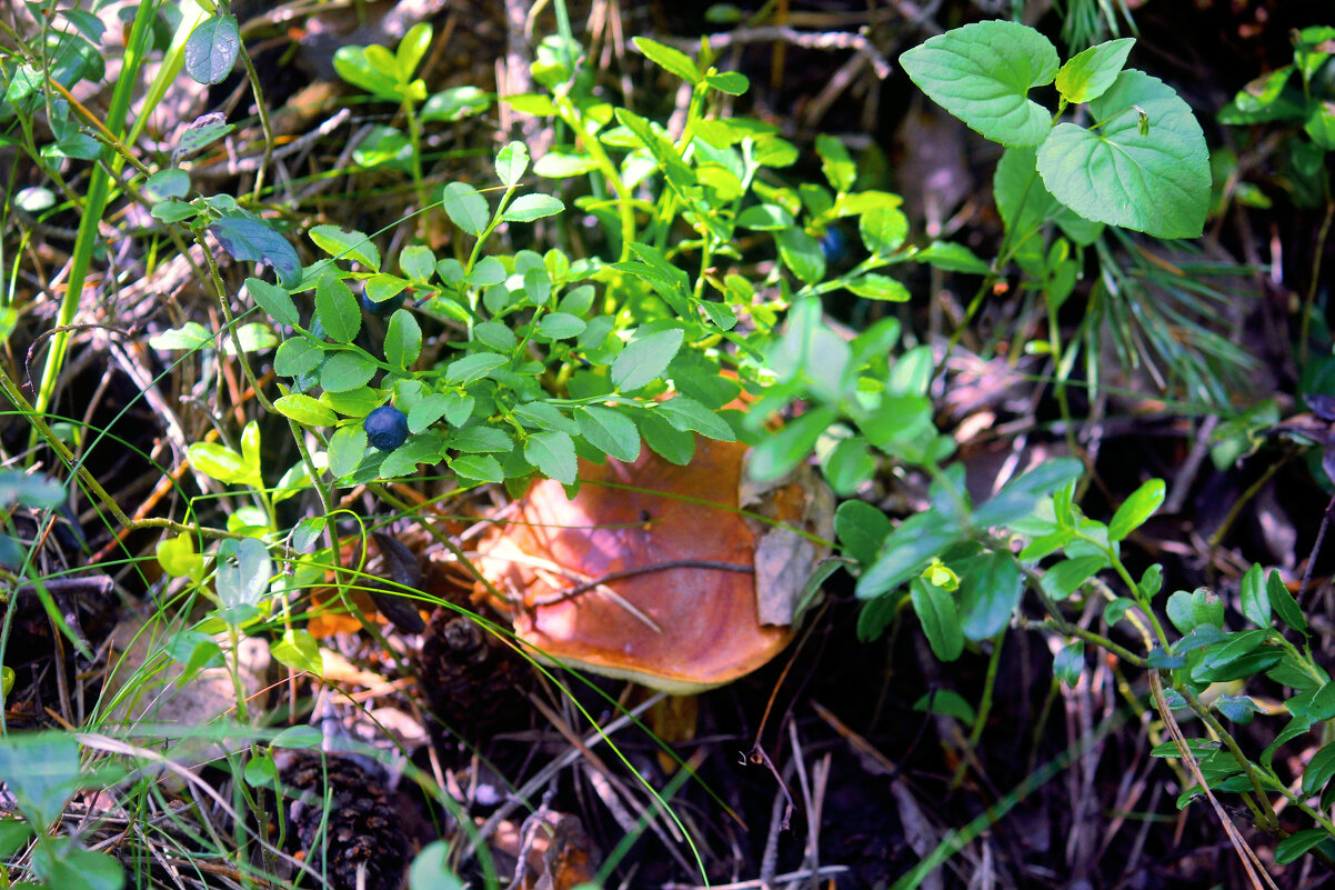 Дары леса - Сергей Кочнев