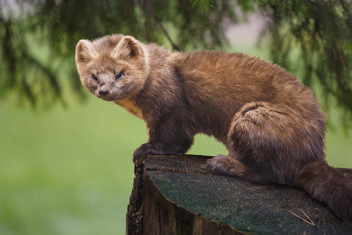 Куница - SanSan 