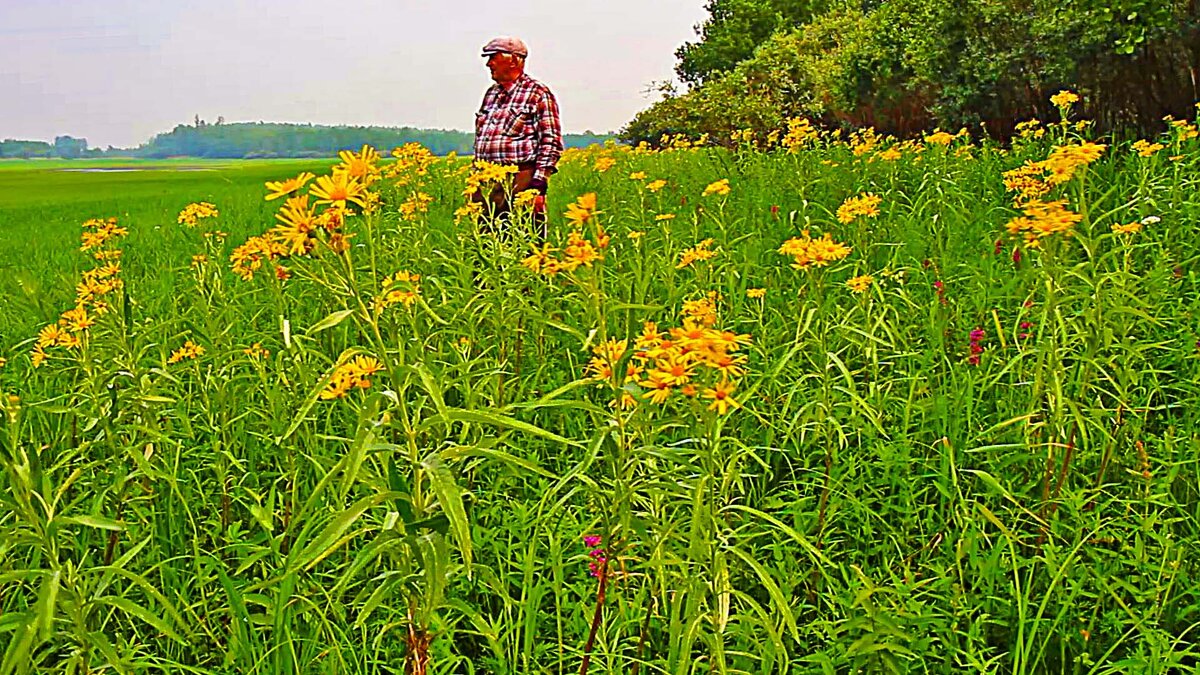 Июль...Цветочный берег протоки Сырой Аган! - Владимир 