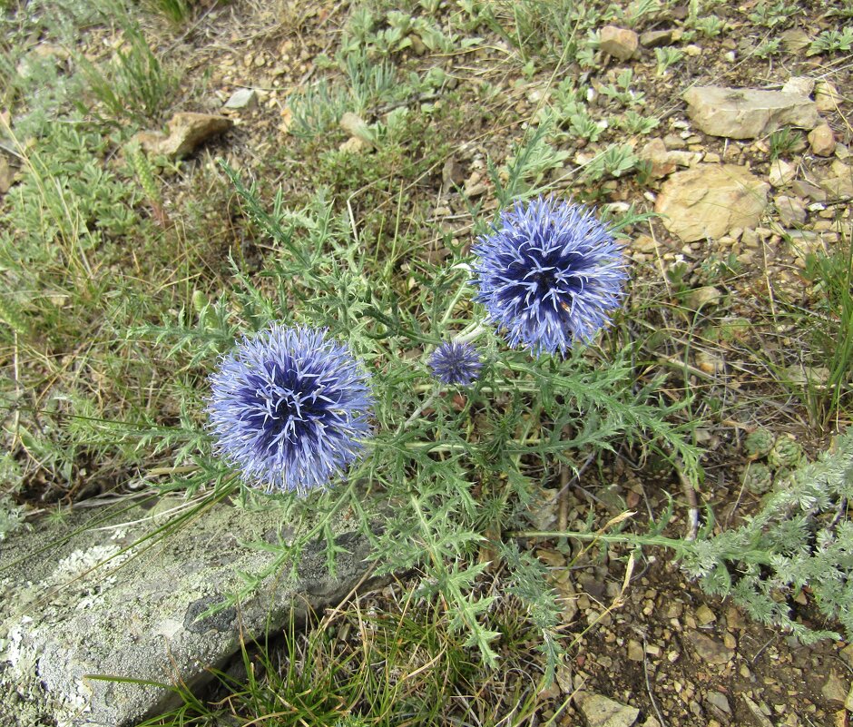 Симпатичная колючка - Galaelina ***