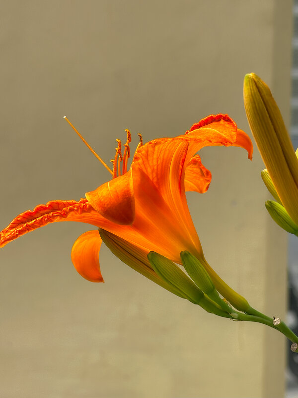 на солнышке - Michel 