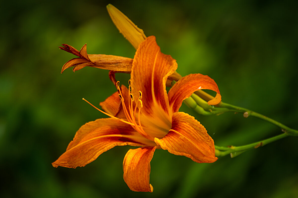 Лилейник - Игорь Сикорский Лилейник - Игорь Сикорский