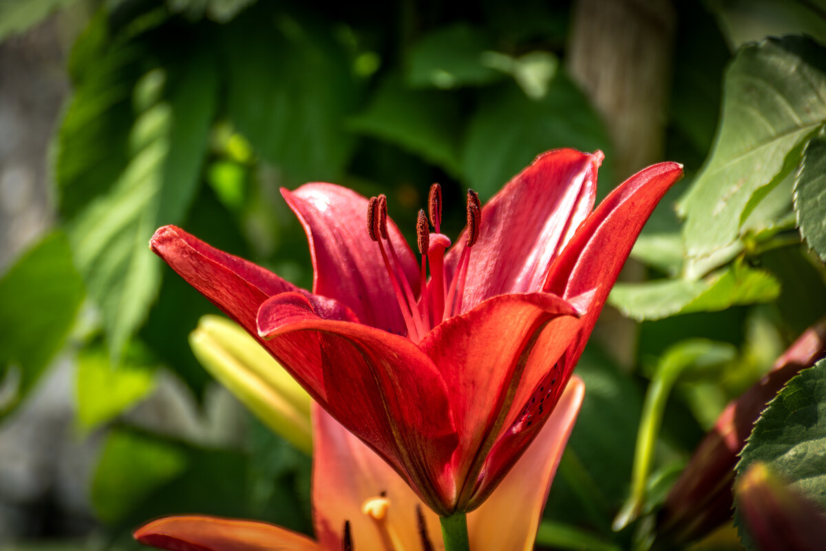 Лилия - Игорь Сикорский