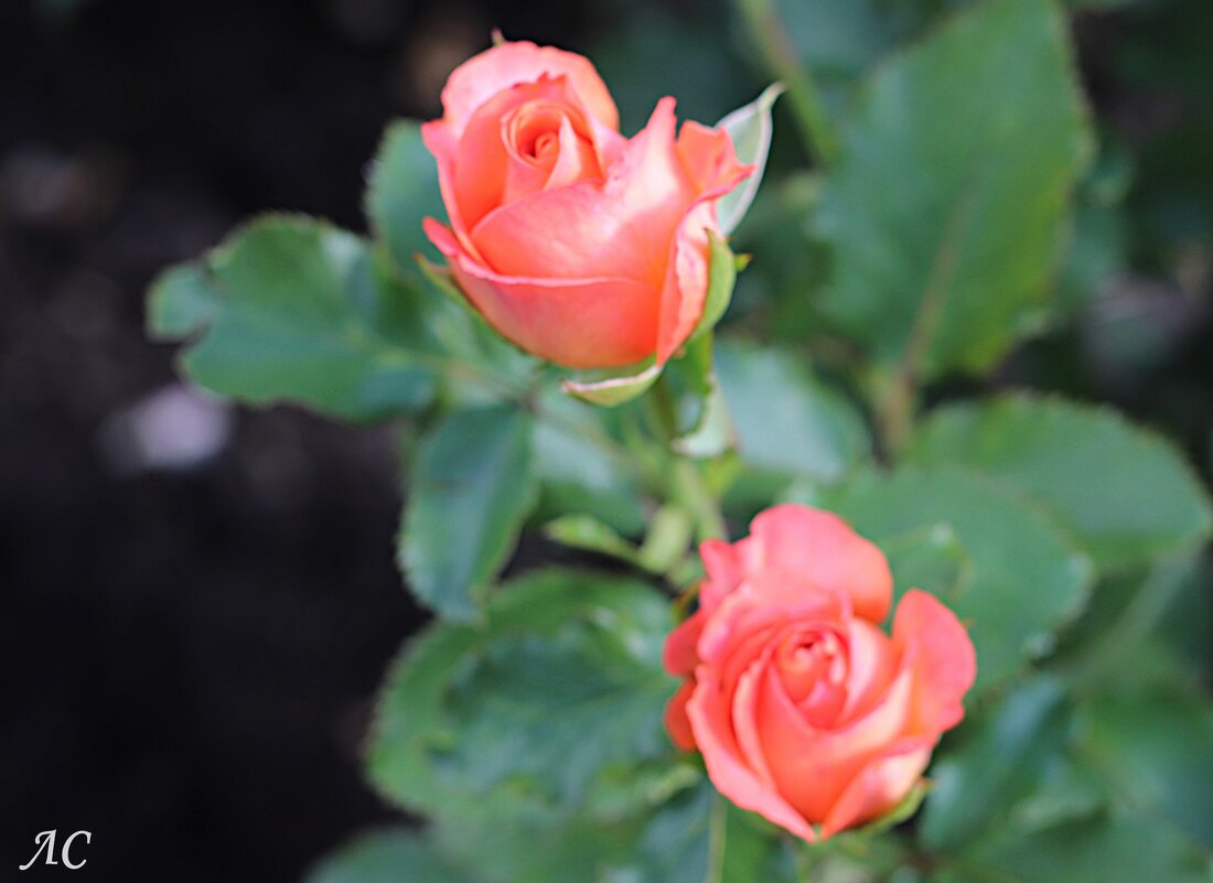 Вновь розы! - Любовь Сахарова