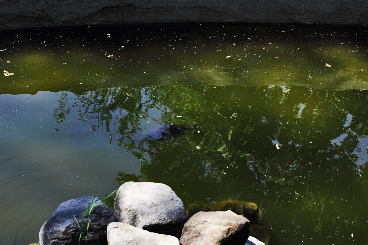 Рыбки в парке - Юрий Гайворонскiий Рыбки в парке - Юрий Гайворонскiий