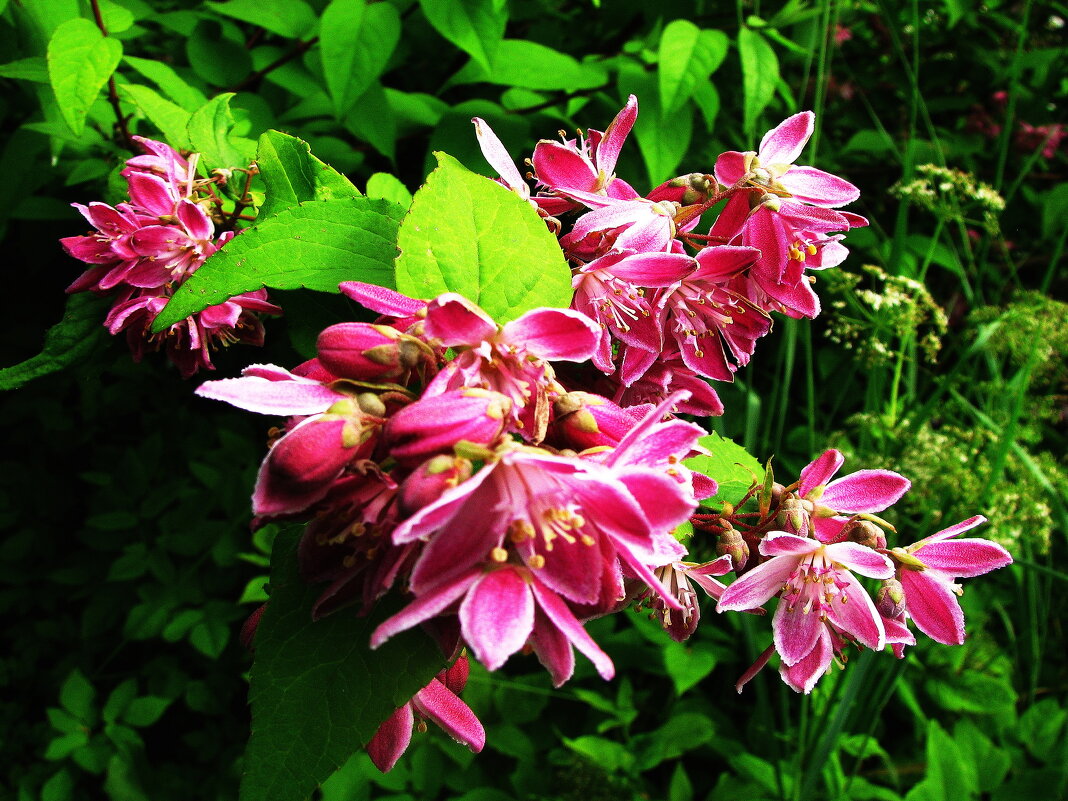 Дейция цветёт - Людмила Смородинская