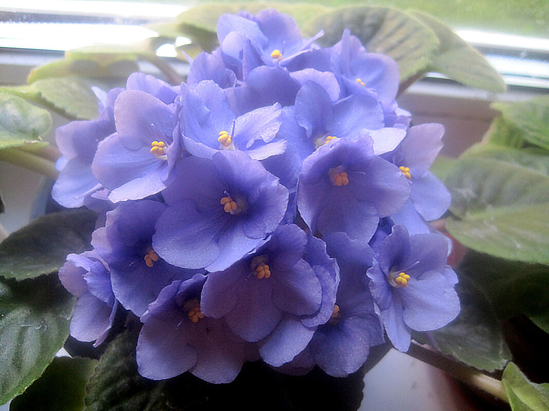 Моя фиалка - Елена Семигина