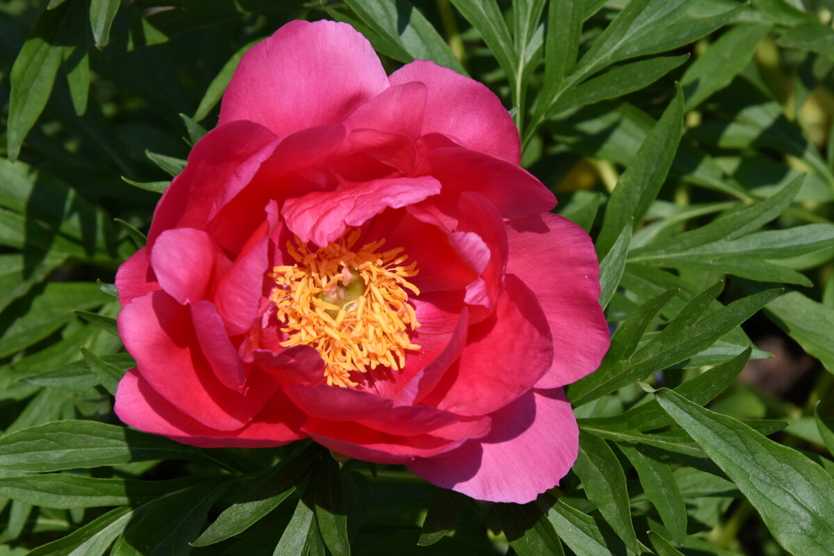 Москва. Усадьба Кусково. - Наташа *****