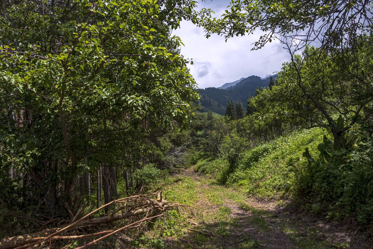 Лес рубили,вот и щепки - LudMila 