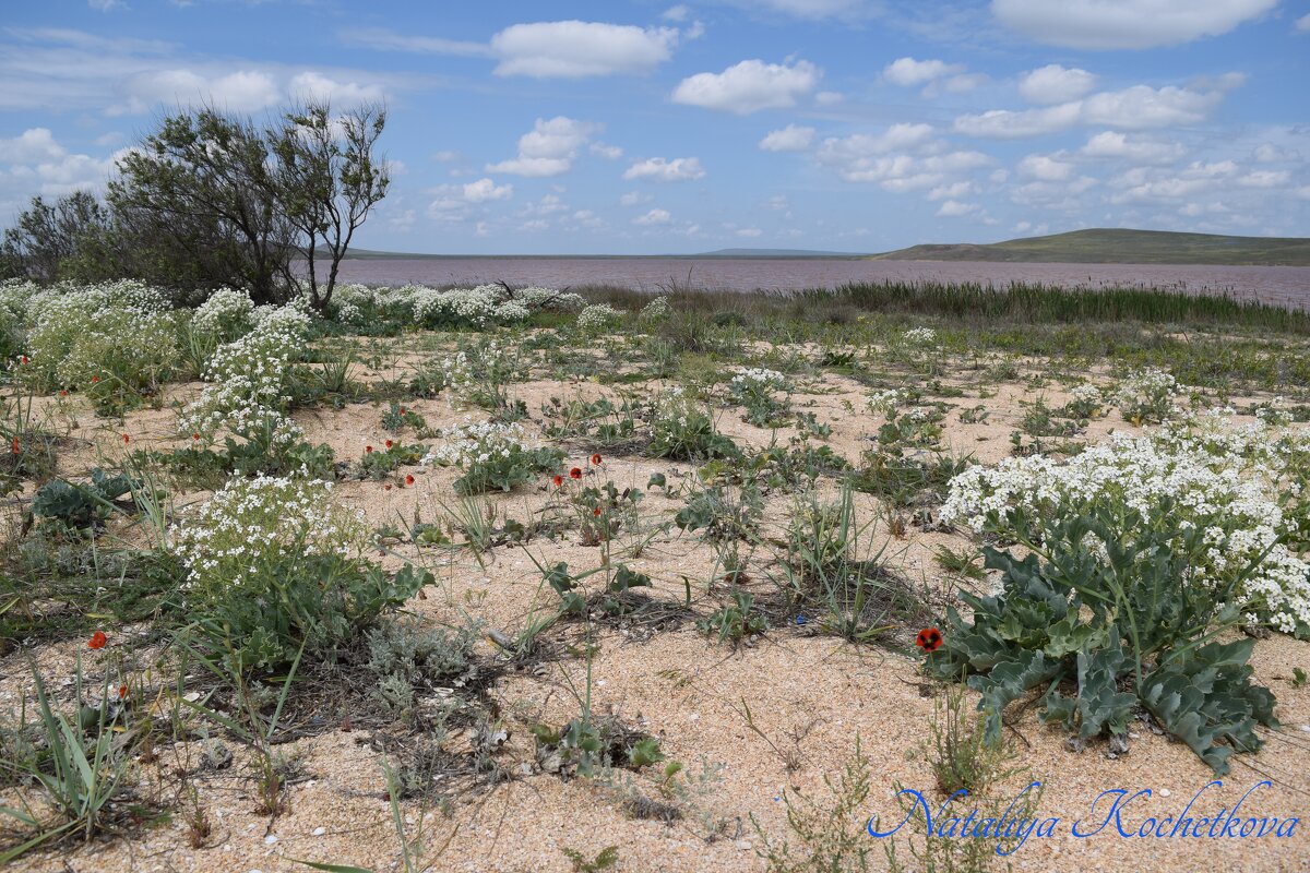 Природа Крыма - Amazing Cosmea