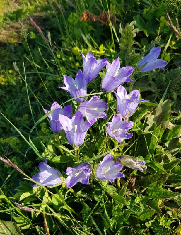 АЛЬПИЙСКИЕ ЛУГА ЛАГОНАКИ - Tata Wolf