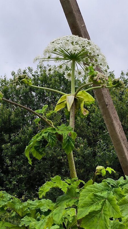 Врага надо знать в лицо! - Ольга 