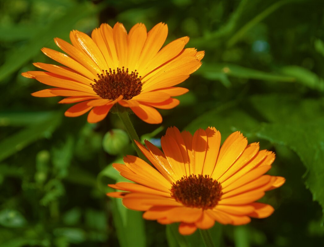 Календула - Анастасия Логинова Календула - Анастасия Логинова