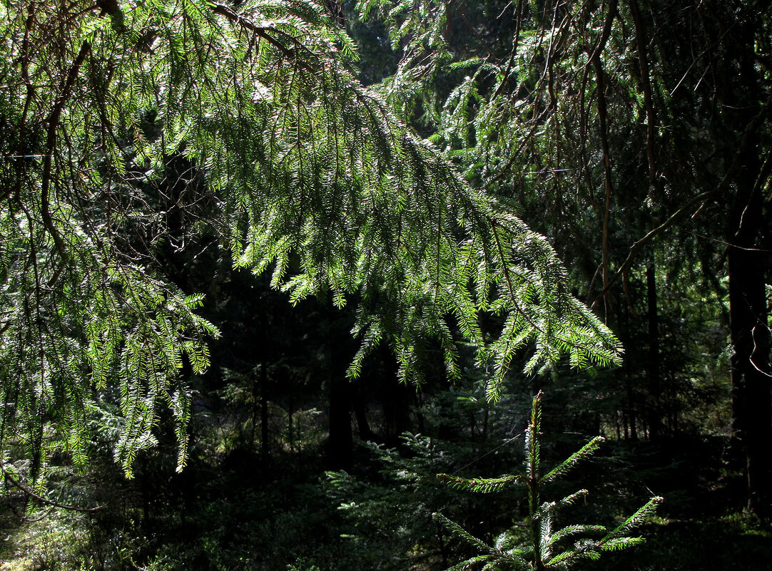 Ветви ели (этюд) - Александр Ильчевский 