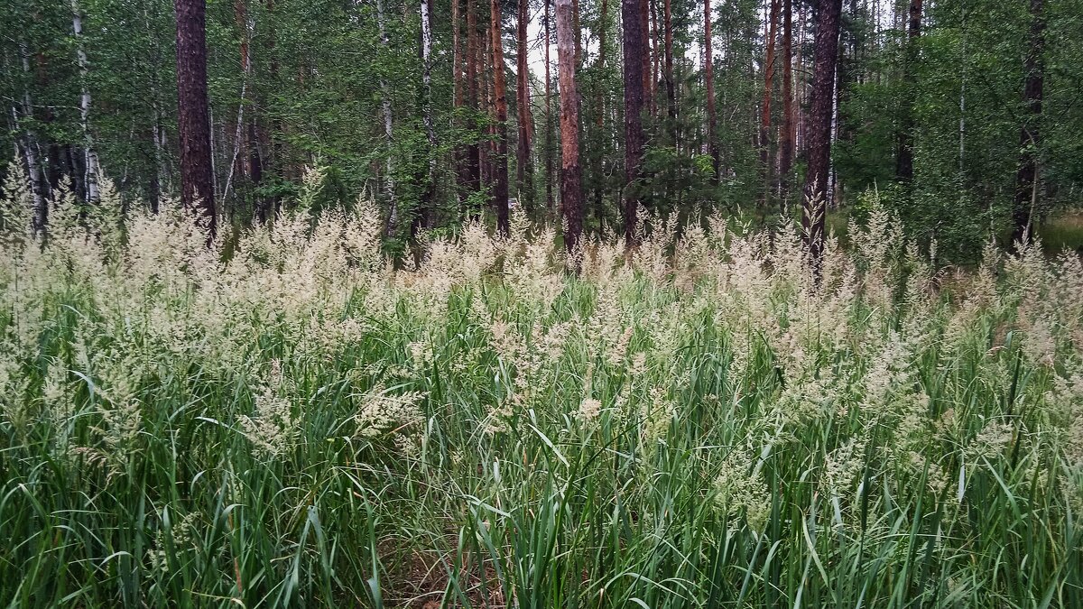 лесное - Елена Шаламова