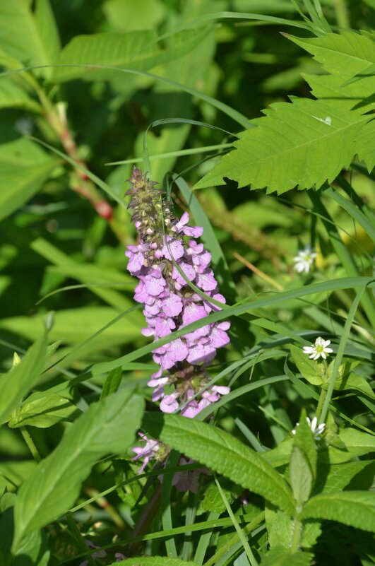 Чистец болотный - Oleg4618 Шутченко Чистец болотный - Oleg4618 Шутченко