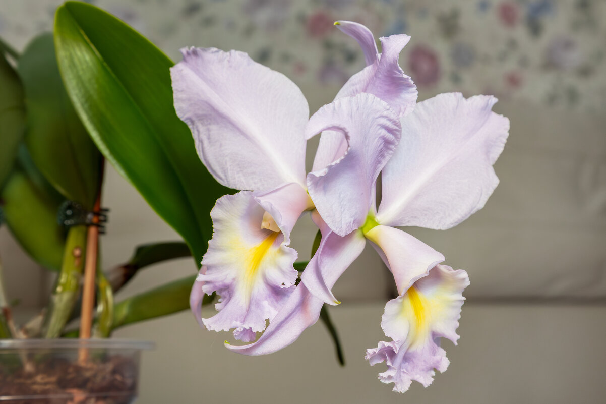 Орхидея каттлея. - Борис Калитенко