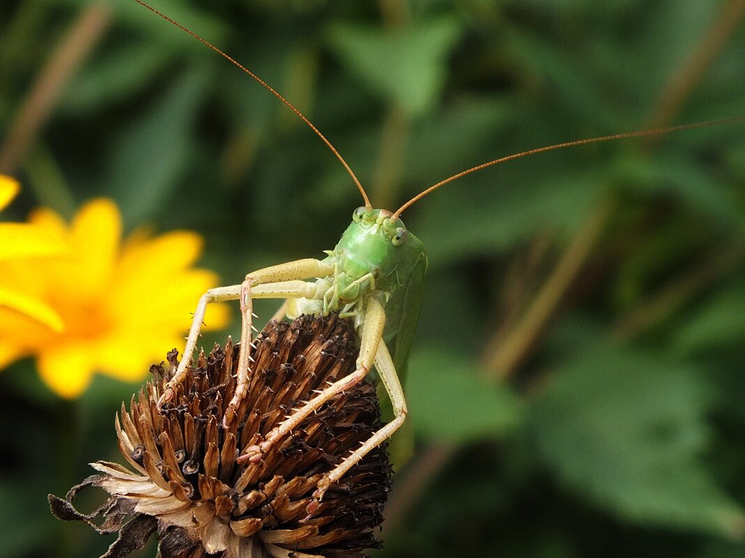 ** - Зоя Мишина