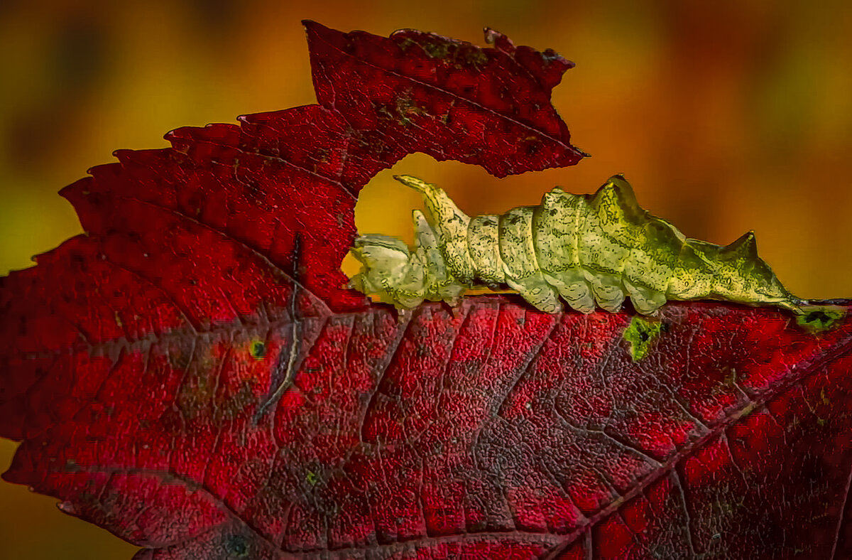 Гусеница хохлатки-зигзаг - Aleksey Afonin Гусеница хохлатки-зигзаг - Aleksey Afonin