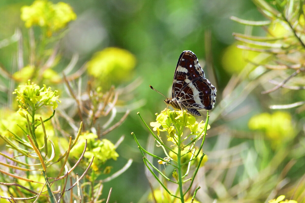 Пестрокрыльница изменчивая - Геннадий Супрун Пестрокрыльница изменчивая - Геннадий Супрун