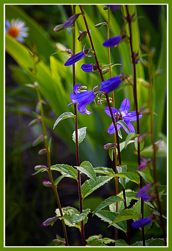 Радость фотографа - Владимир Кроливец