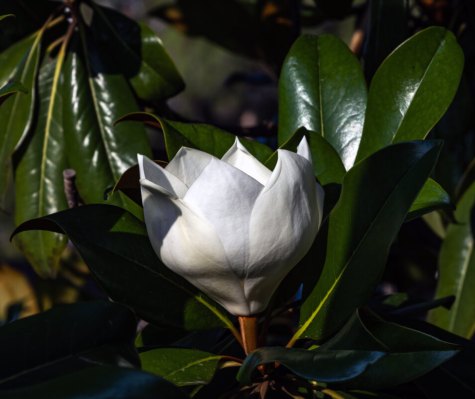 Магнолия крупноцветковая. - Yuri Chudnovetz