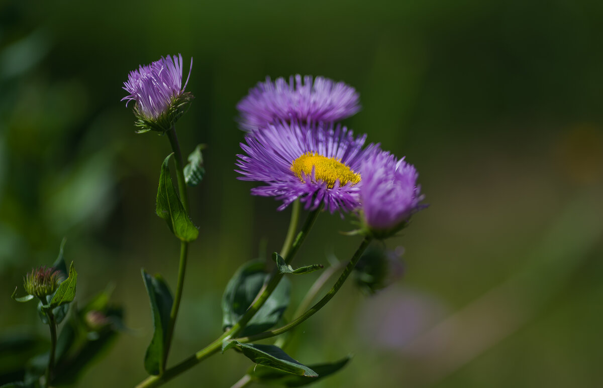 Эригерон прекрасный. - Sergey (Apg) Эригерон прекрасный. - Sergey (Apg)