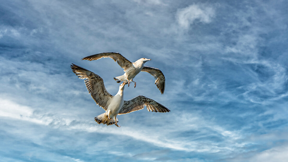 Воздушный бой ;-) - Алексей Пышненко