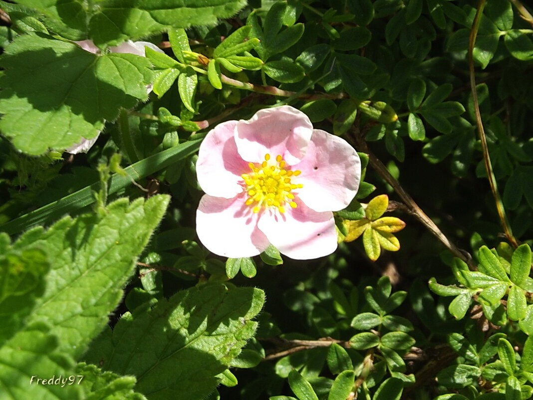 Курильский чай - Freddy 97