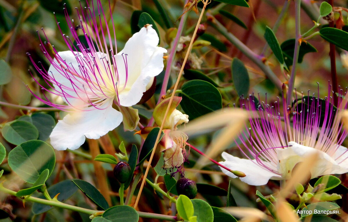 Страстоцвет. - Валерьян 
