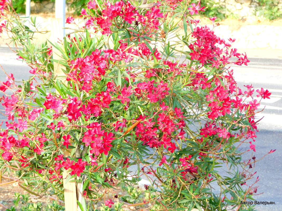 Олеандр цветёт. - Валерьян 