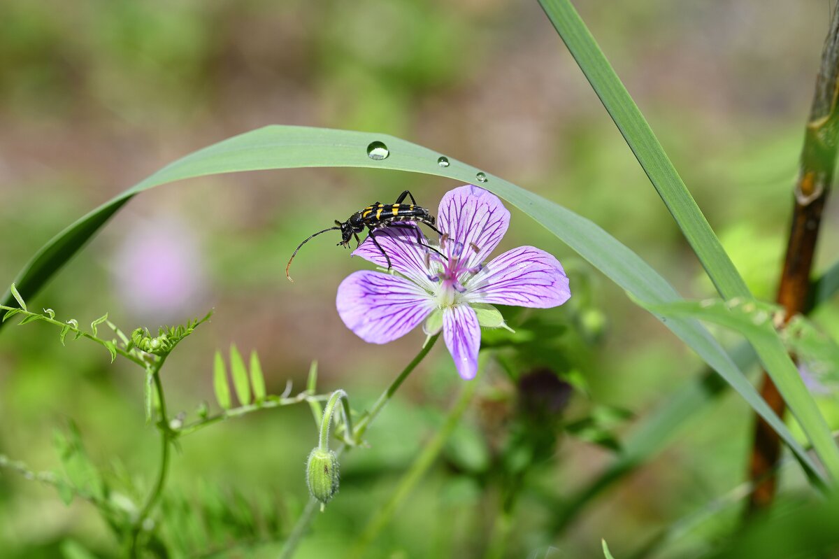 Лето - это маленькая жизнь - Ольга 