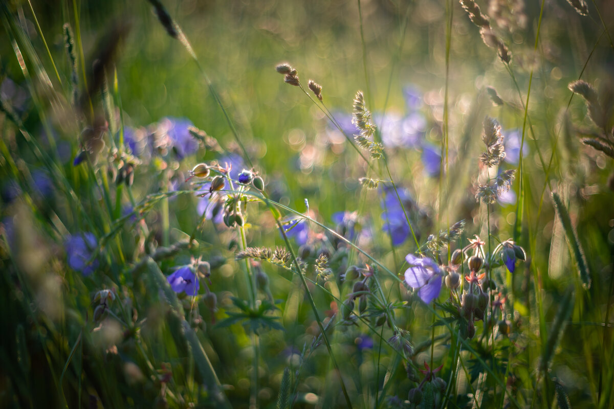Лето в объективе - Олег Дорошенко