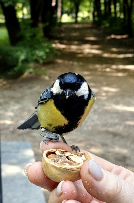 С подвихнутой лапкой. - Александр Кондаков С подвихнутой лапкой. - Александр Кондаков