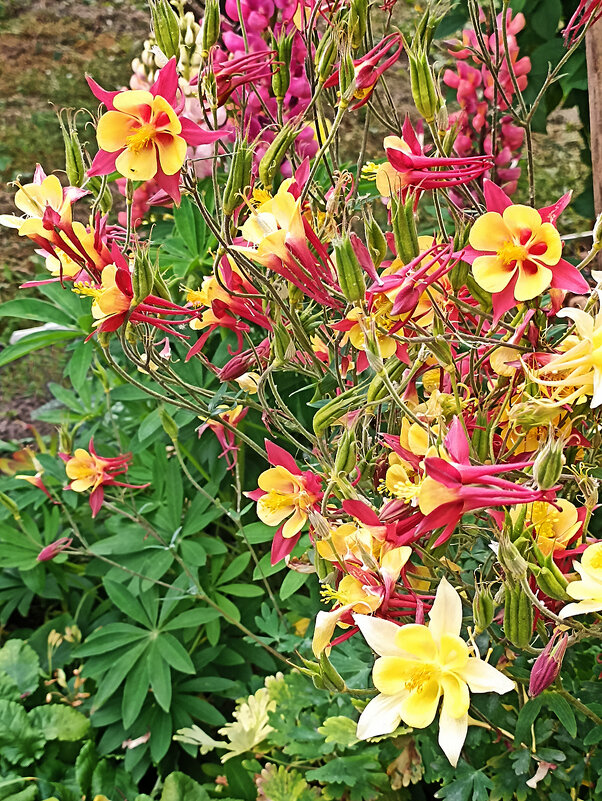 Городские цветы. Красочный водосбор. - Лилия * Городские цветы. Красочный водосбор. - Лилия *