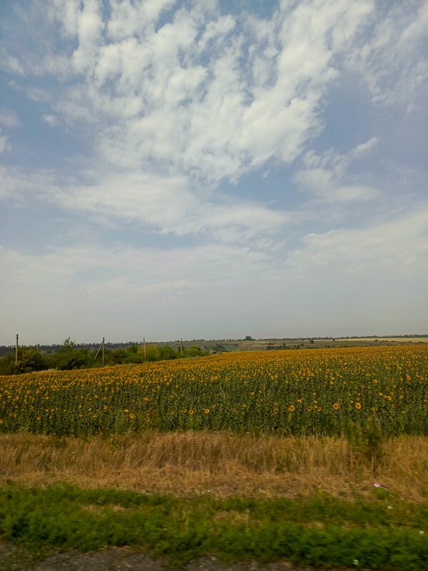 Подсолнухи - Татьяна Пальчикова