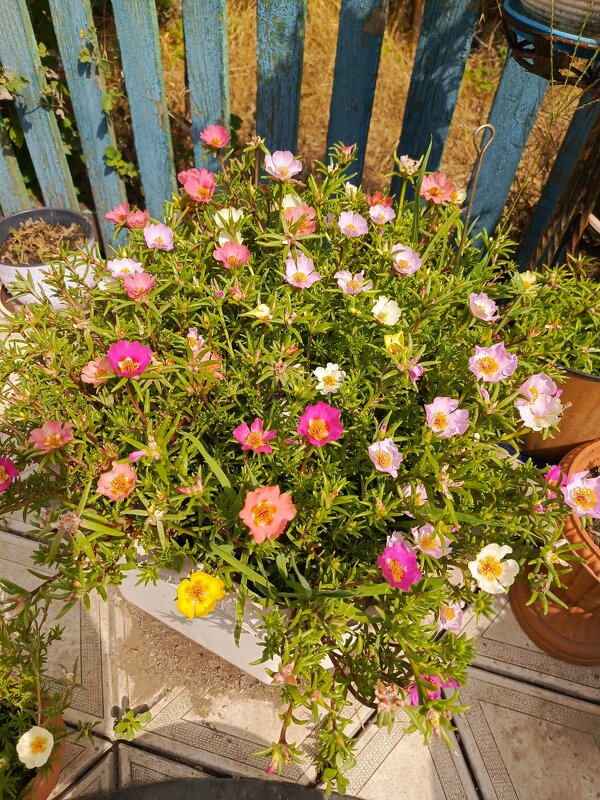 С днем фотографа! - Татьяна Пальчикова С днем фотографа! - Татьяна Пальчикова