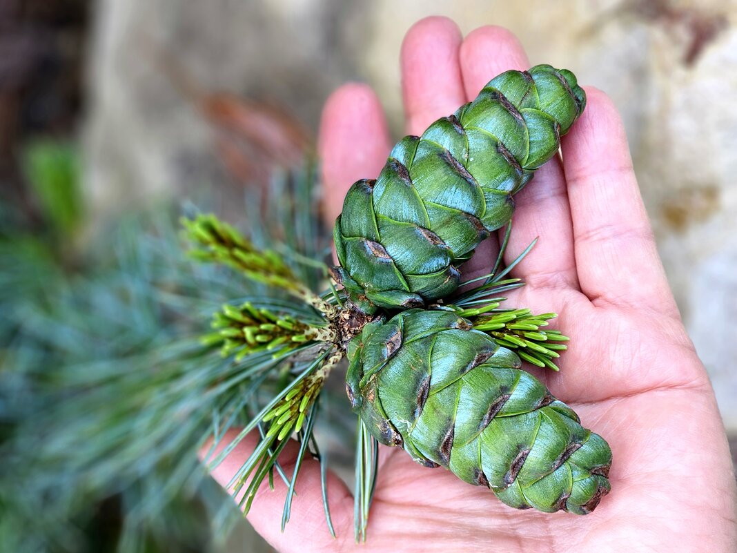 Урожай. - Галина Левина