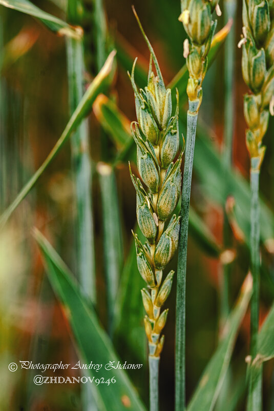 Пшеница - Андрей Жданов