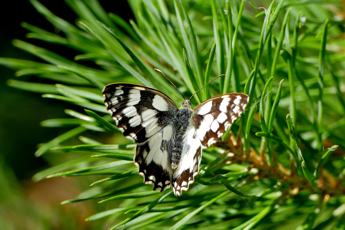 из снятого вчера 2 - Александр Прокудин из снятого вчера 2 - Александр Прокудин