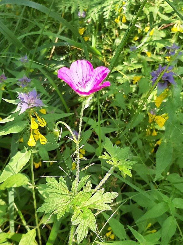 В лесу - Наталья Герасимова