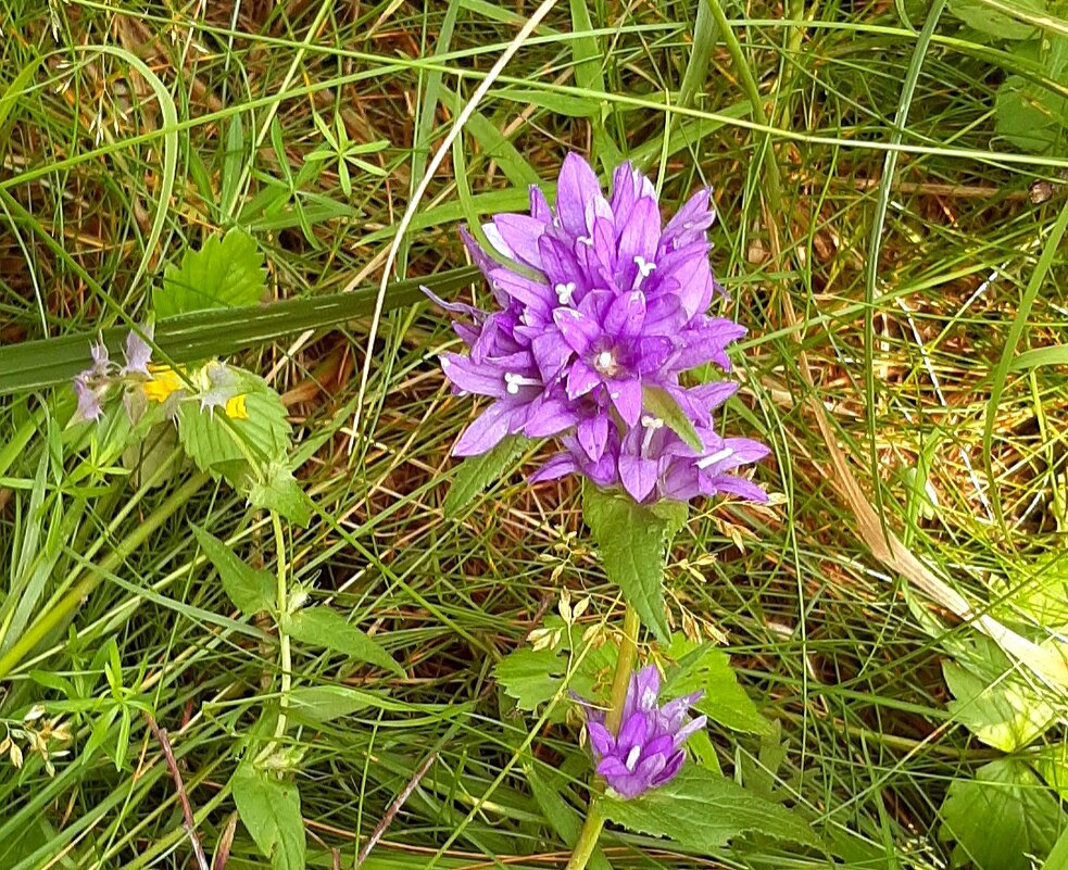 В лесу - Наталья Герасимова